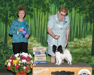 Papillon Puppies